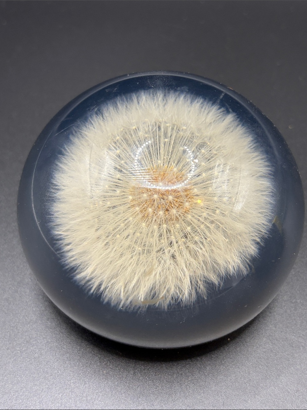 Natural Wonders Canada Vintage Dandelion Seed Puff Floral Resin Paperweight